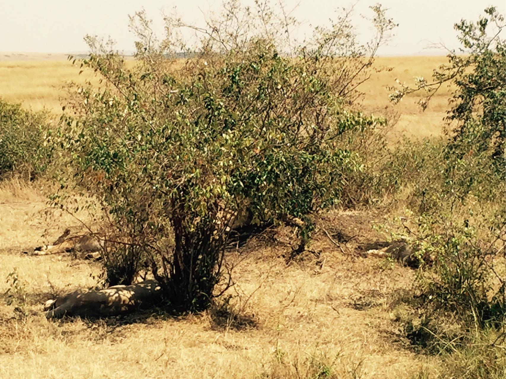 去肯尼亚旅行是一种什么体验?