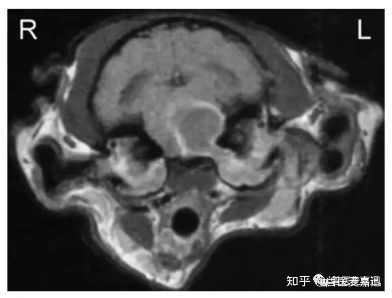 1分钟读懂前庭综合征（Vestibular disease） - 知乎