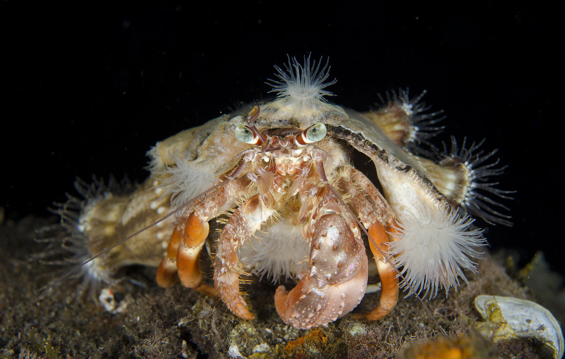 动物篇(16)·节肢动物门·甲壳亚门(下)