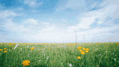 GIF 动态图(5) 自然风景:树木、草叶【多图欣赏】 - 知乎