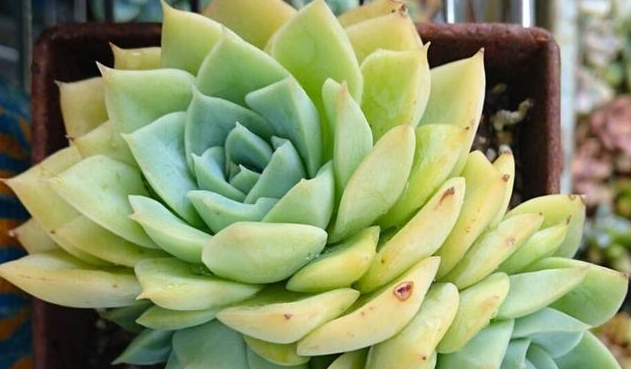 多肉植物叶片变软变黄需不需要揪掉 知乎