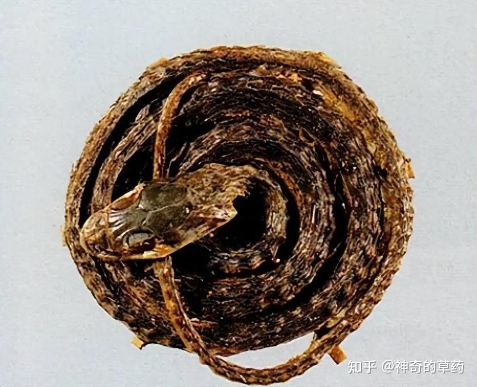 中药材:金钱白花蛇