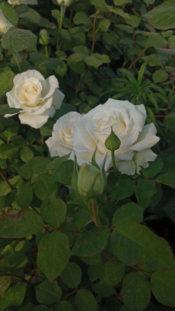 超级好看的绿色系壁纸,在这呢!护眼壁纸(绿色系列的壁纸)