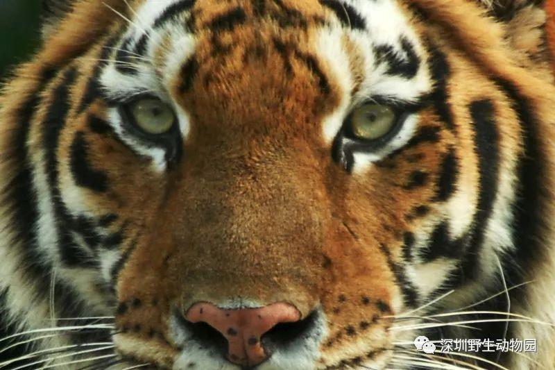 草食動物or肉食動物