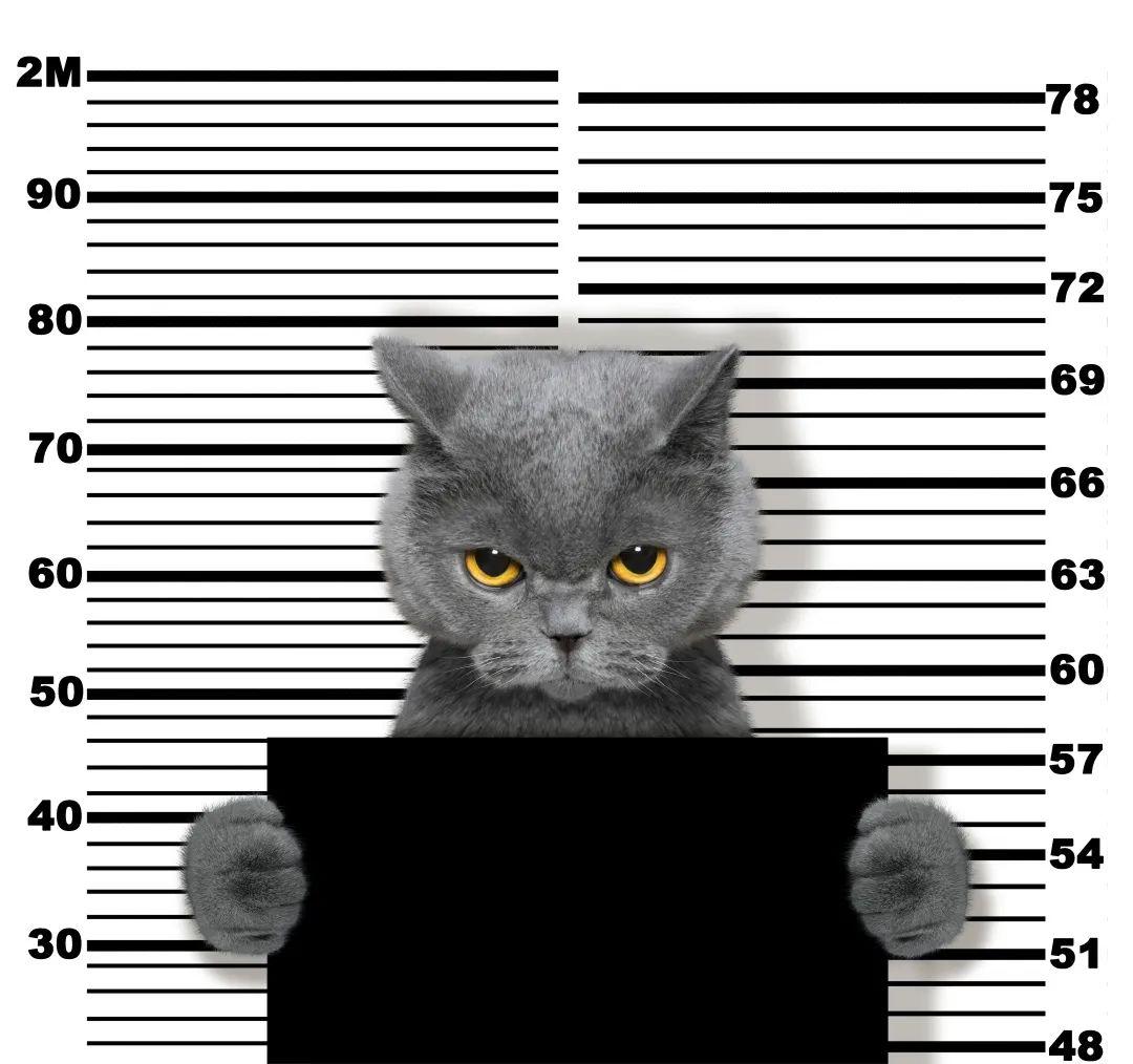毒贩猫咪当场被捕网友完了以后不能考公了