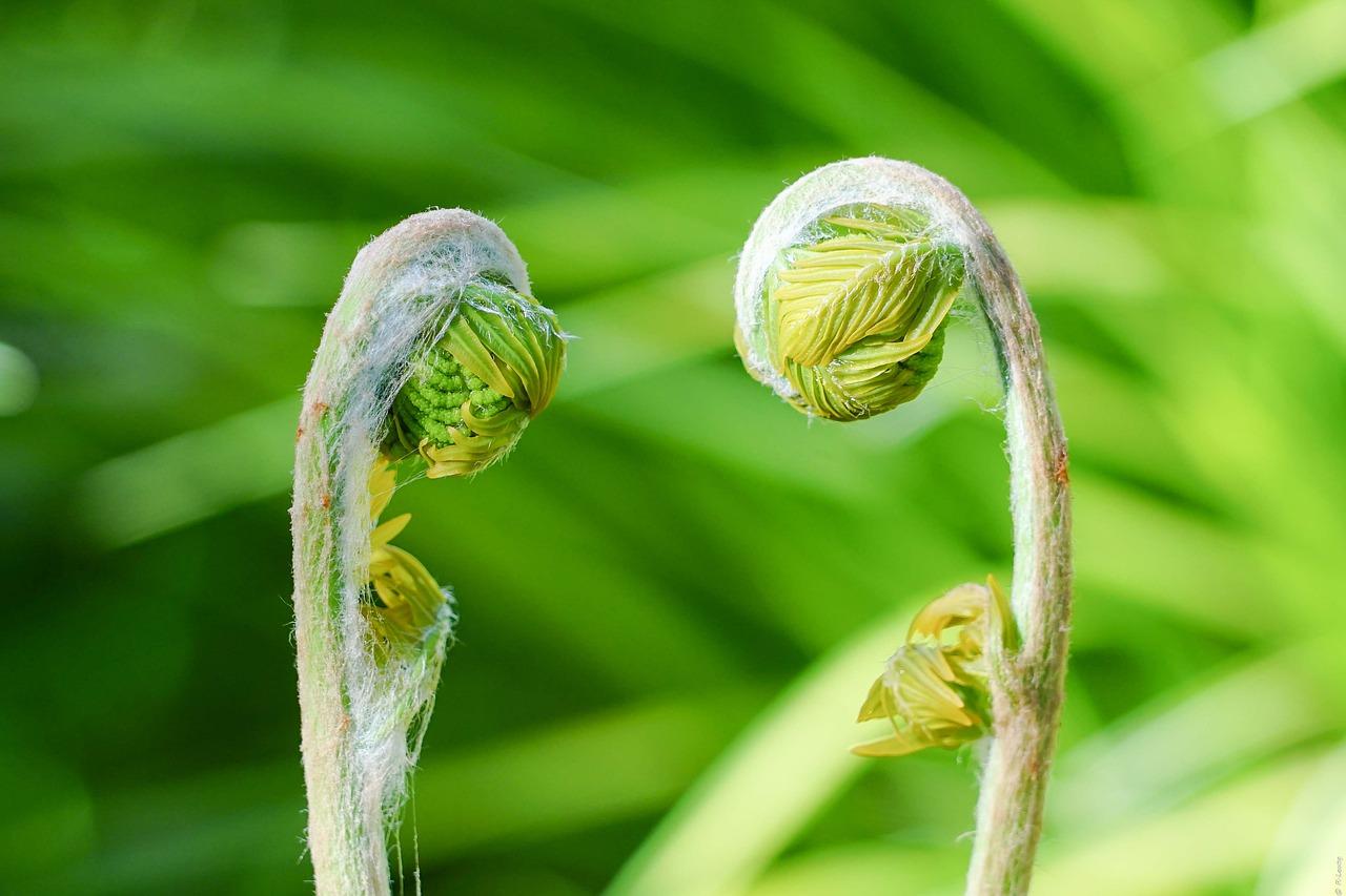 兰花什么多久发芽