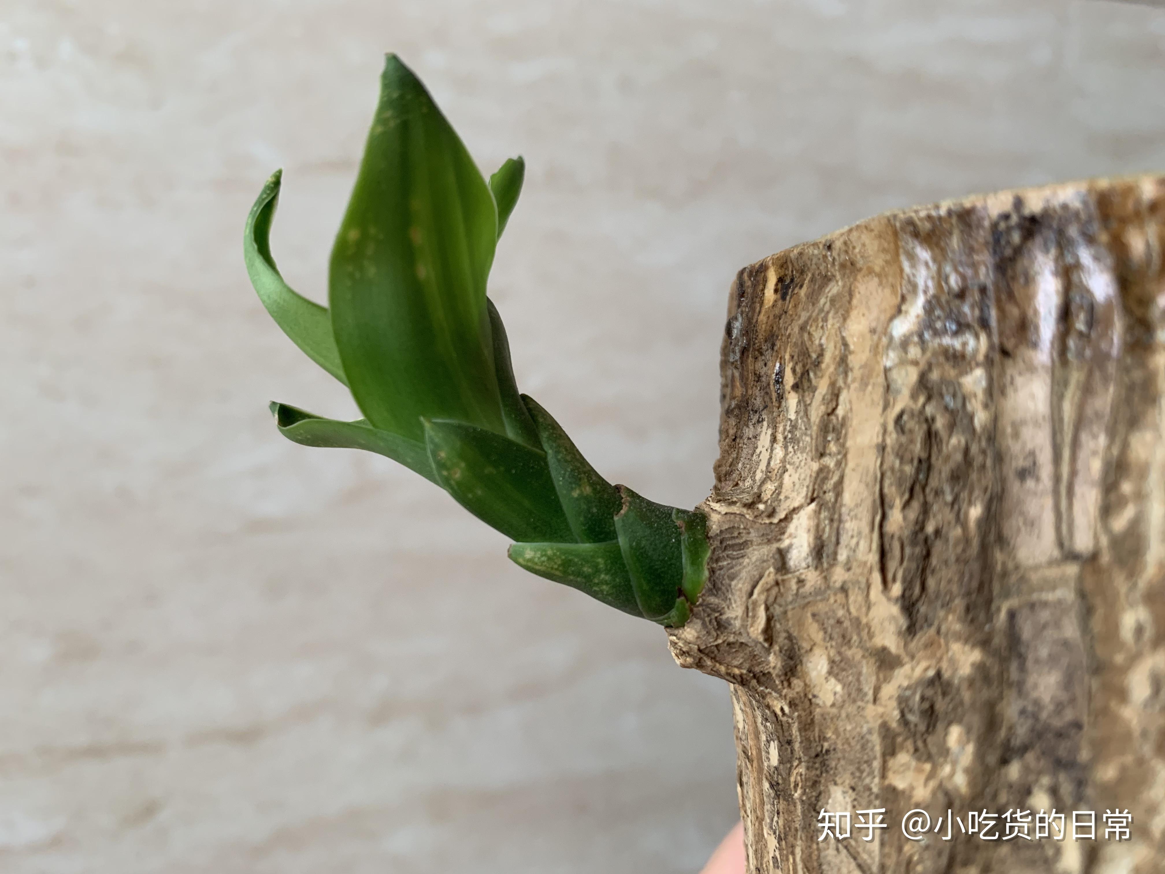 巴西木,幸运木成长日记/离烧火棍的距离越来越近 - 知乎