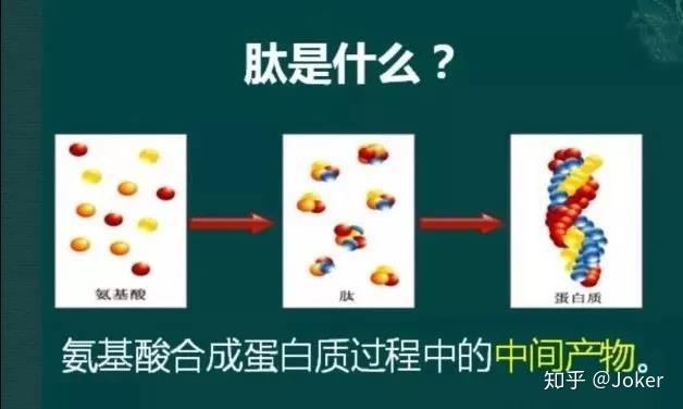 1902年,英国的科学家贝利斯和斯塔林首次在人体中发现了多肽的物质