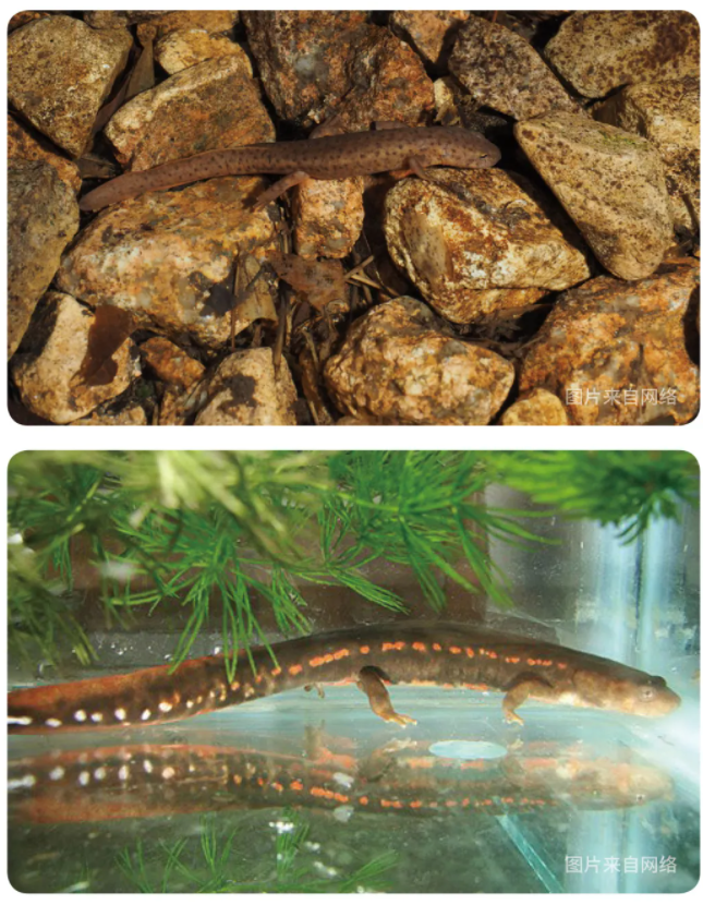 物种小谈┃黑斑肥螈