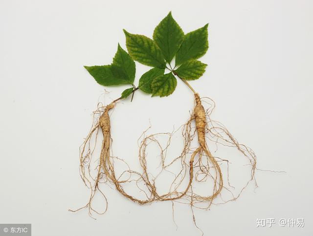 中药为什么能治病十木之药人参