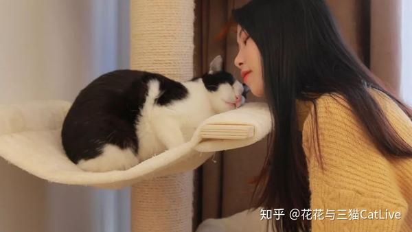 如何免费领养一只猫咪？ 知乎