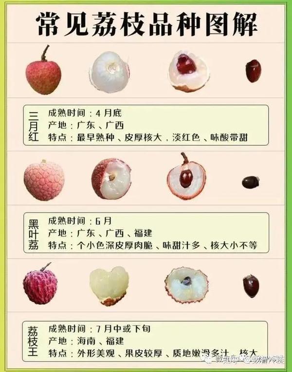 中国荔枝品种大全(本文共59种) - 知乎