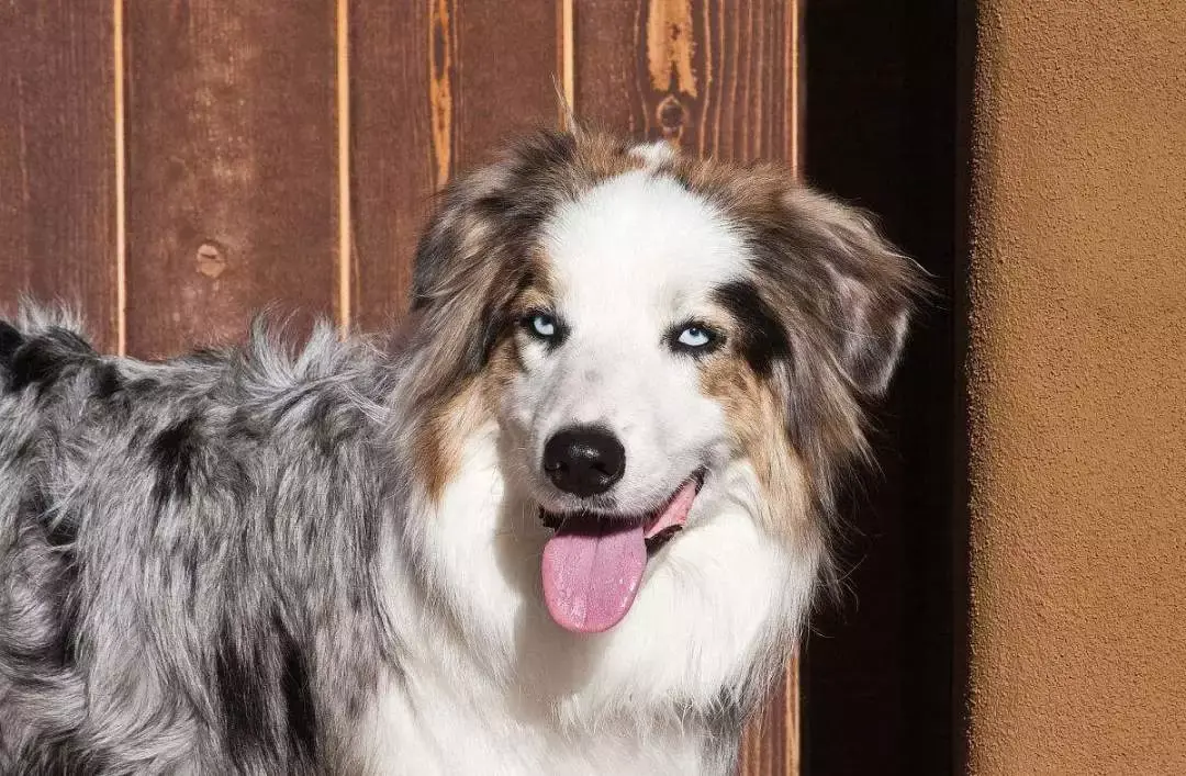 每日一宠澳大利亚牧羊犬