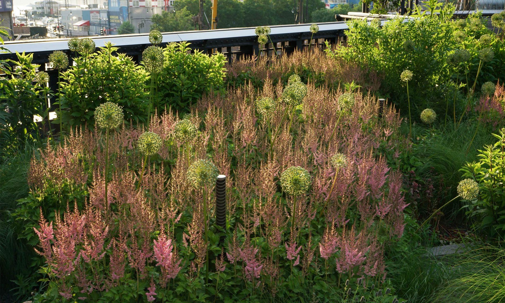 人造的荒野高线公园的自然式种植设计二