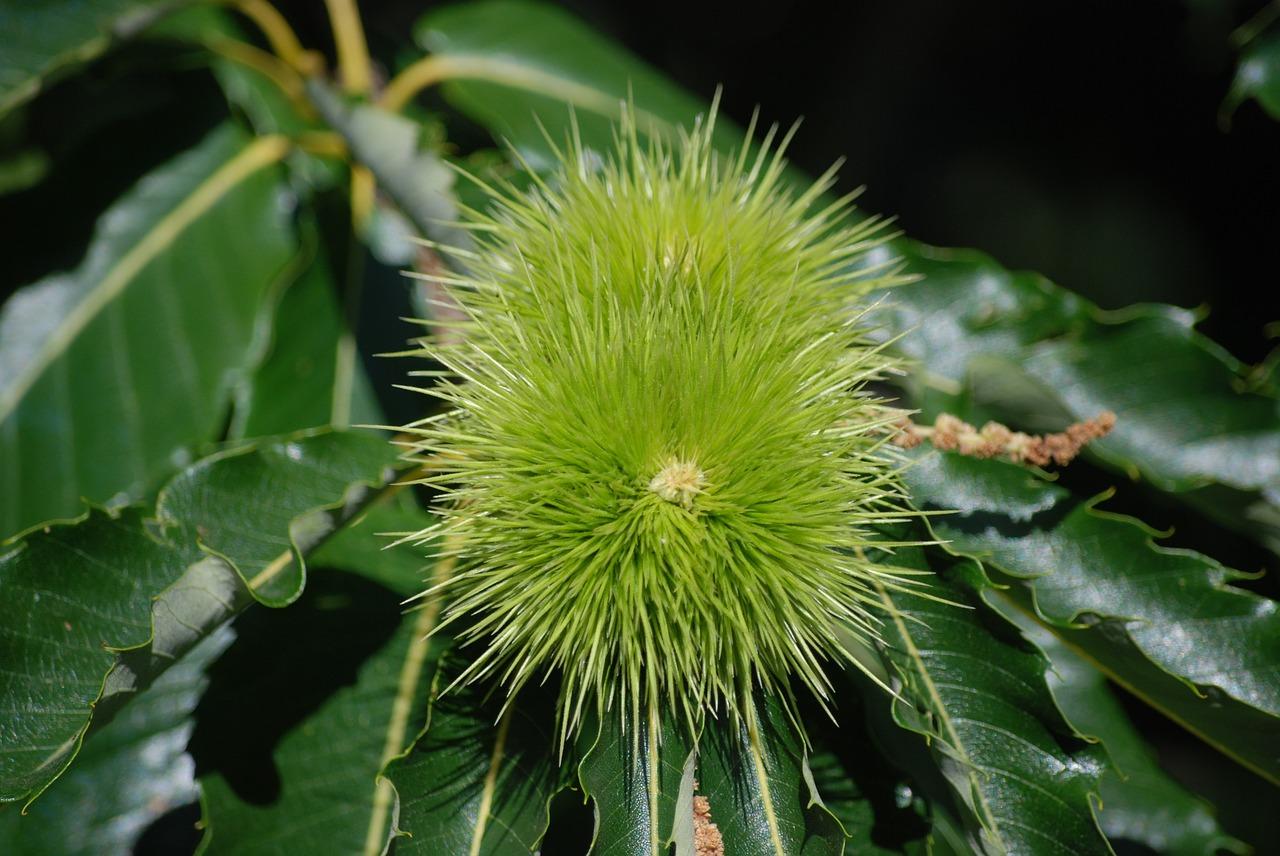 4. 栗色染发教程