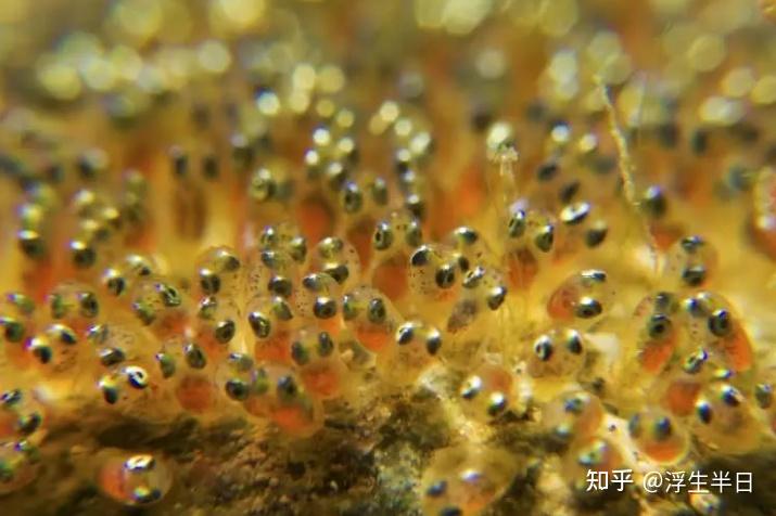海缸入门-小丑鱼篇 - 知乎