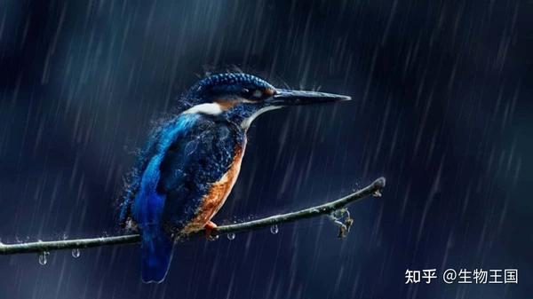 下大雨时,为什么有的鸟宁愿站在电线上淋雨,也不飞回窝里躲雨? - 知乎