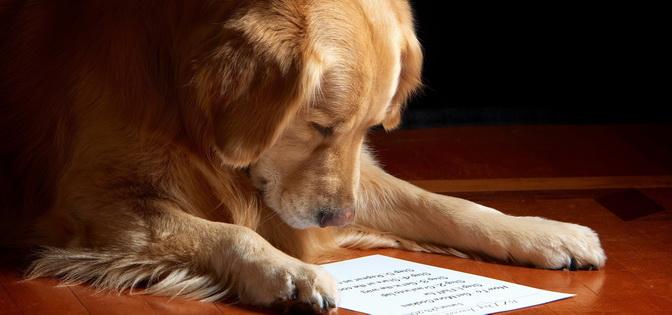 犬倒吸气 鼻炎 鼻塞 鼻后滴漏综合症 知乎 犬倒吸气 鼻炎 鼻塞 鼻后滴漏综合症 知乎