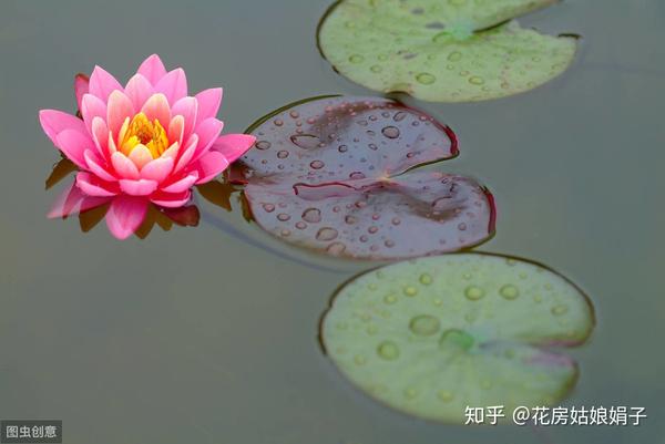 3月栽进水缸的睡莲 掌握4个养殖技巧 才5月初 花就爆缸 知乎