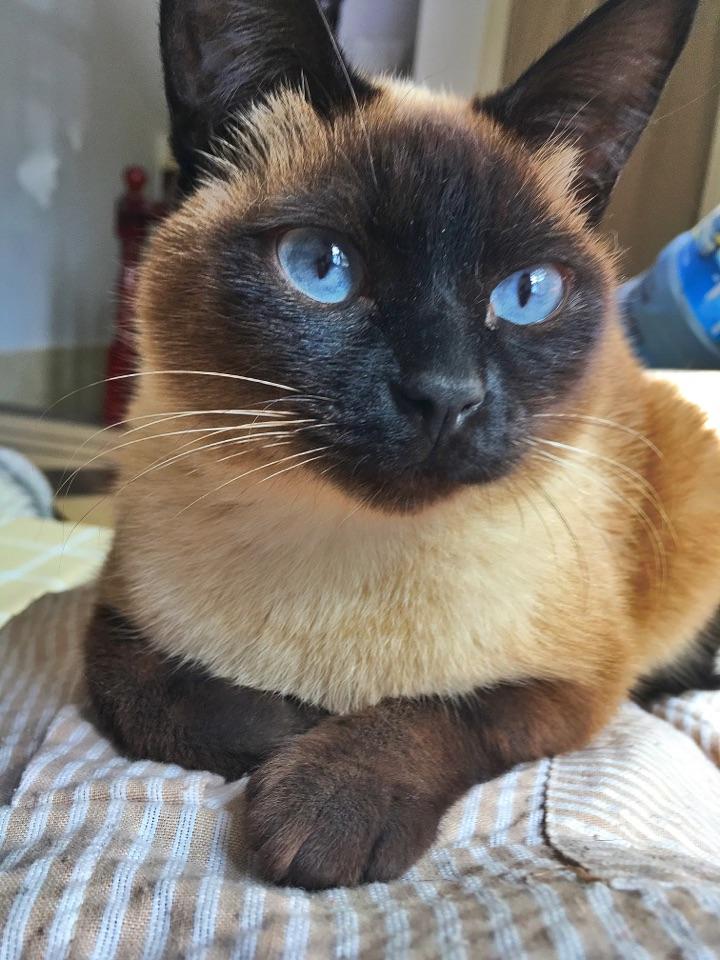 英短美短暹罗的区别是什么