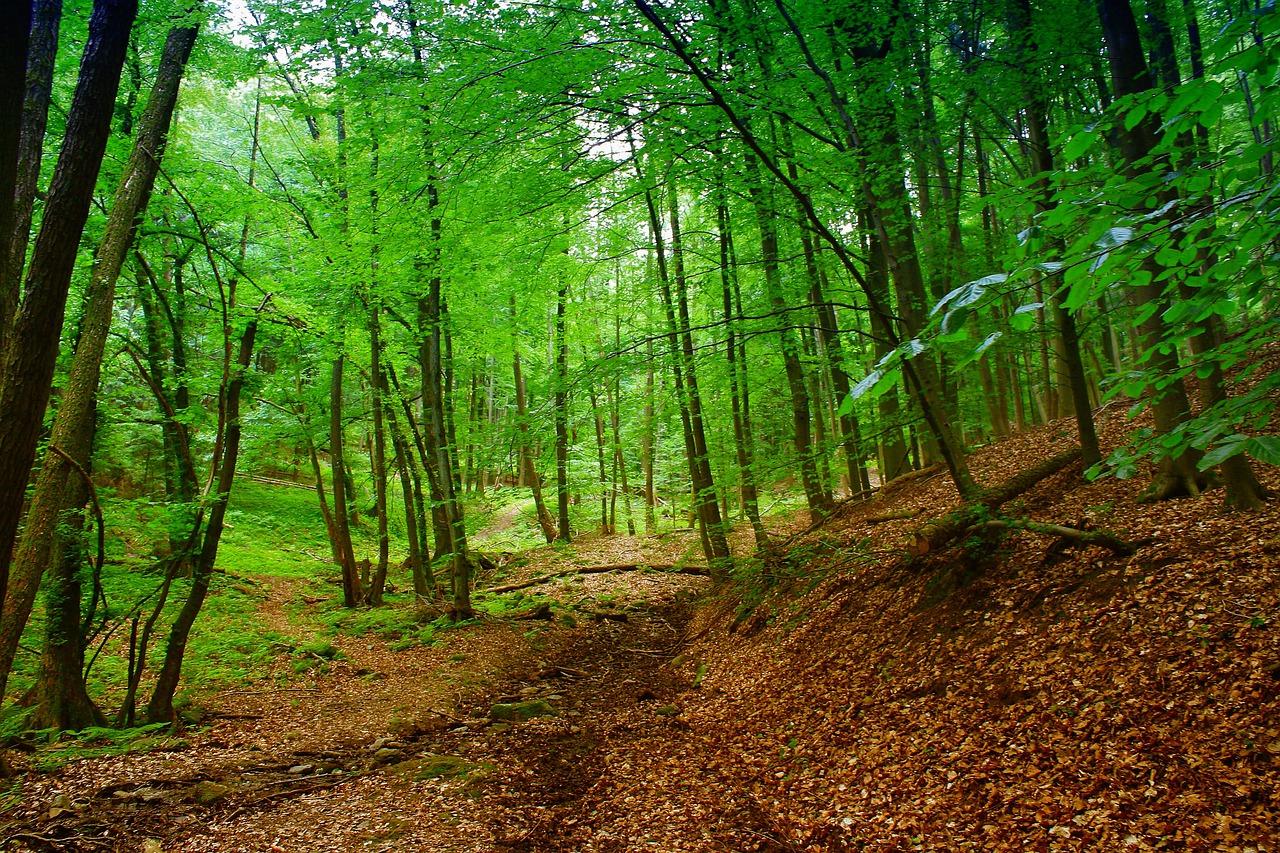 2. 坑梓竹林别墅区