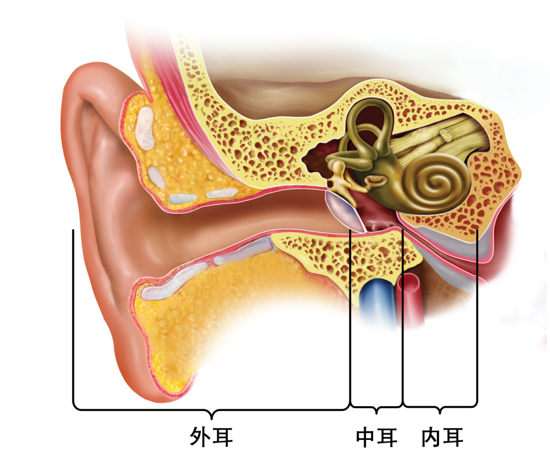 第一节 外耳-人体解剖学与组织胚胎学-医学