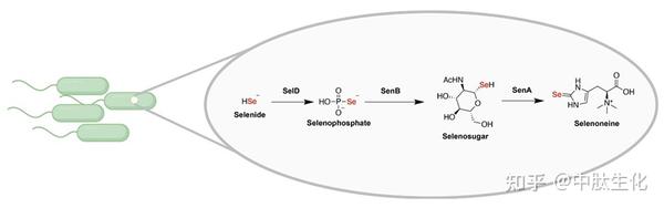 Nature：首次发现将硒整入到微生物小分子中的生物合成途径 - 知乎