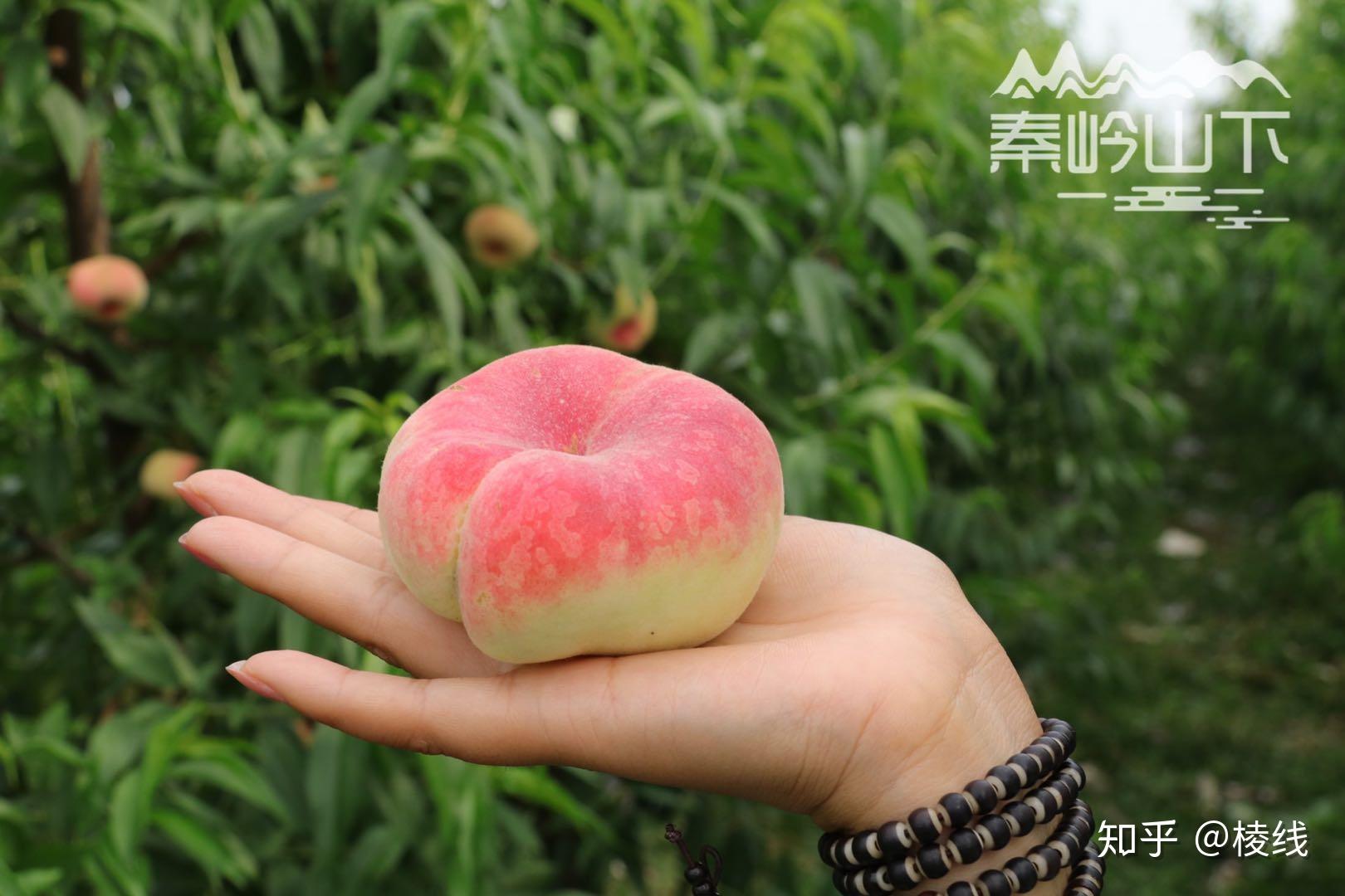 露天精品毛蟠桃