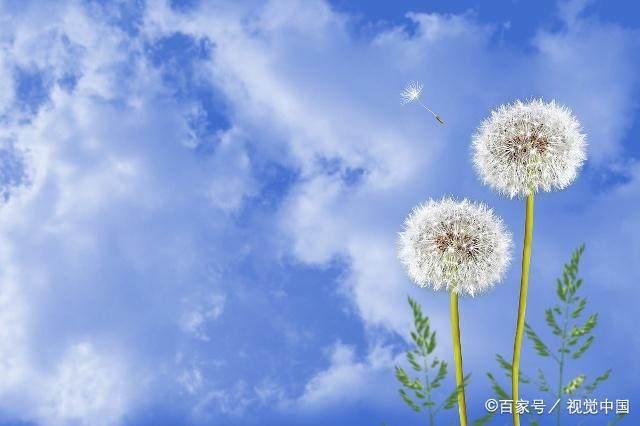 不为人知的"长生药"婆婆丁