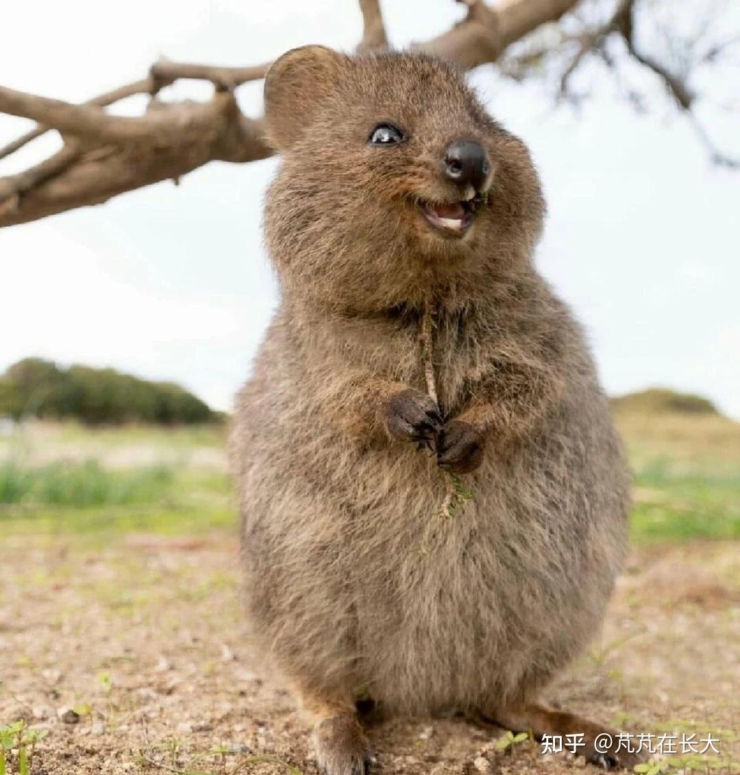世界上最快樂的動物，會笑的短尾矮袋鼠Quokka - A Day Magazine