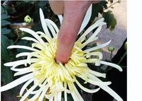 屁屁毛的奥秘只有男性的菊花附近才会长毛