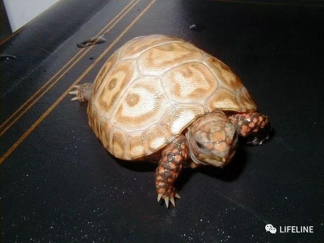 龜友來稿紅腿陸龜的飼養從入門到繁殖下