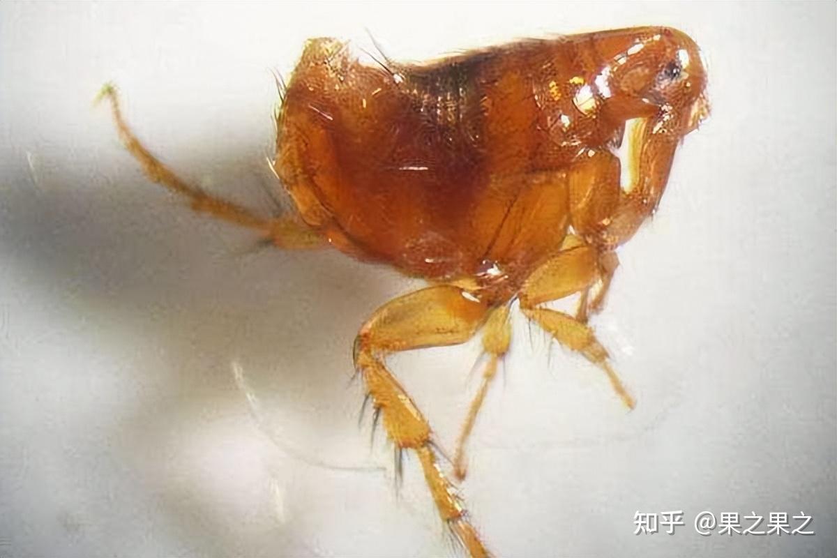 灭跳蚤用什么药?用多久?施药到不到位?这三点决定了 - 知乎