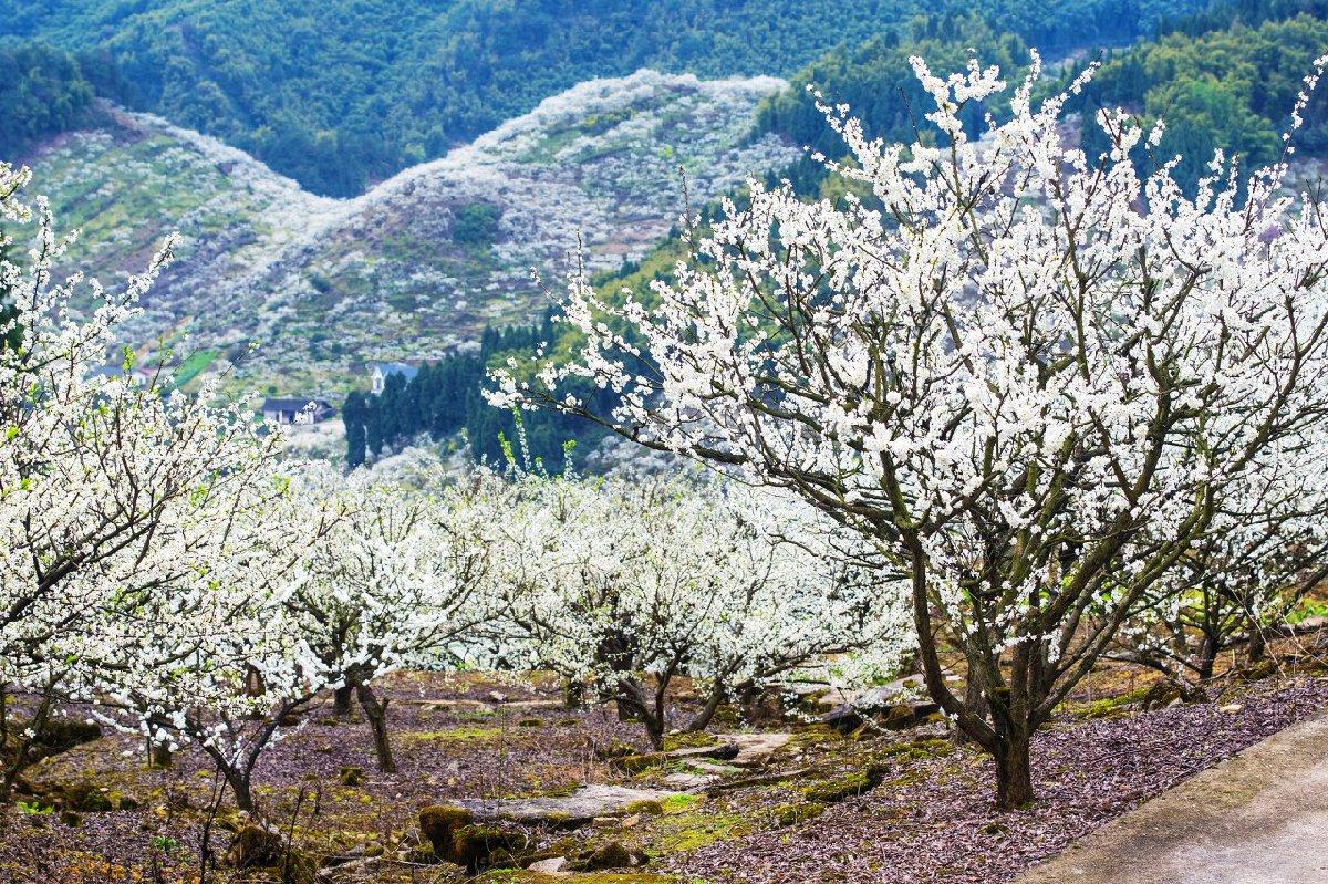 重庆统景印盒李花生态旅游区游玩攻略地址门票花期