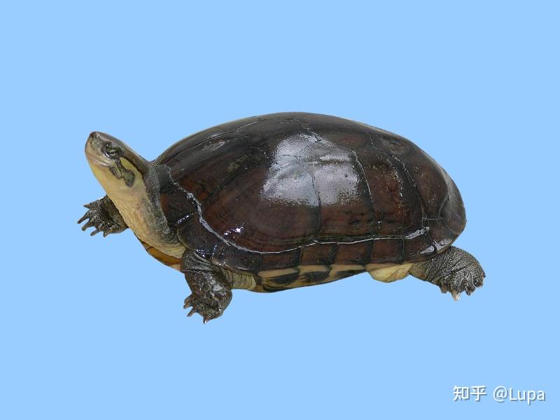 按价格排序常见观赏龟类推荐（水龟篇） - 知乎