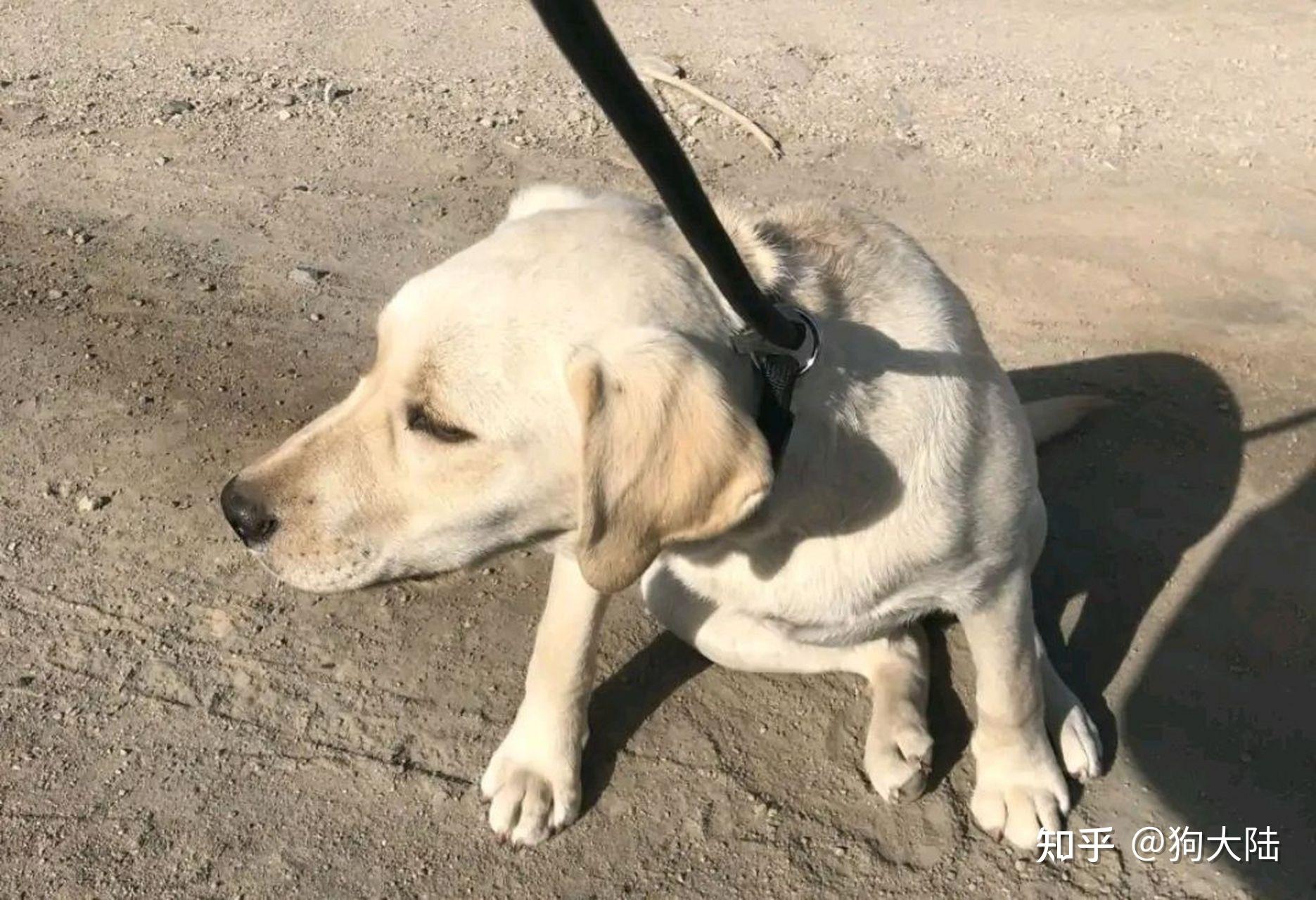 一只狗真正"背叛"主人,会有这些信号,现在知道还不迟 - 知乎