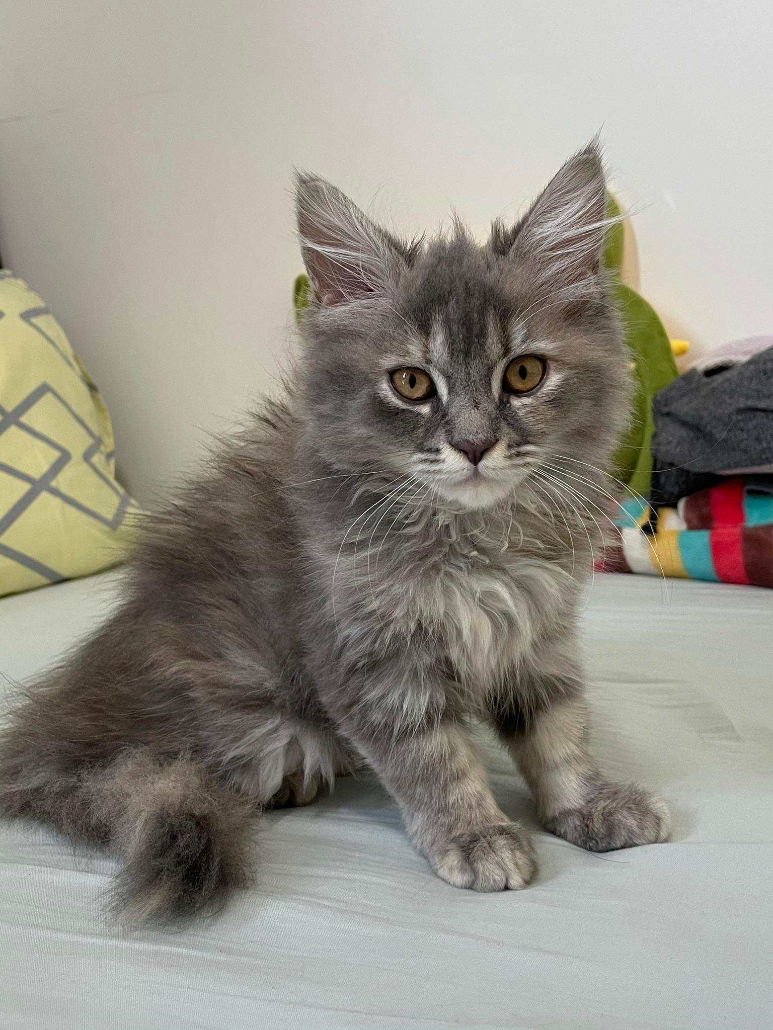 缅因跟布偶杂交的后代长什么样? - 知乎