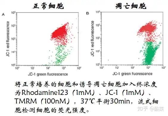 做细胞凋亡实验，这3条通路、6种方法你都知道吗？ - 知乎