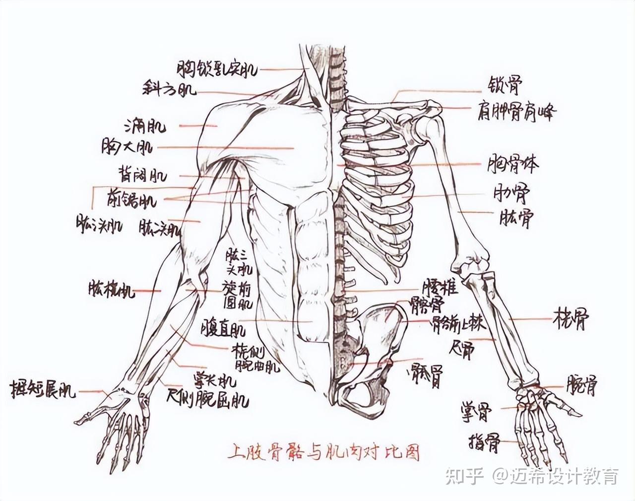 人体骨骼肌构造示意图图片