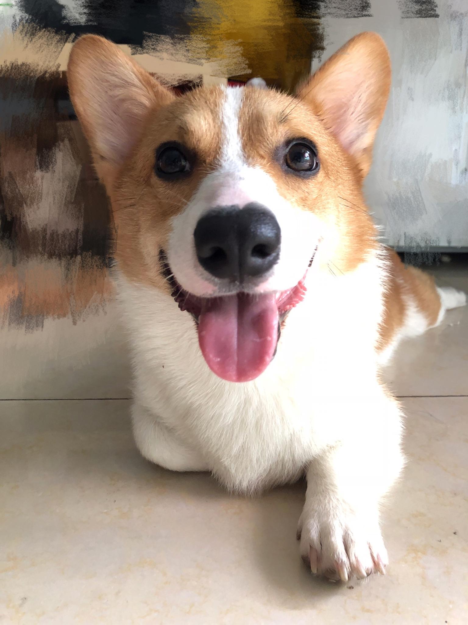 请问我家狗子是柯基么?到家五天了,一只耳朵还没立起来.