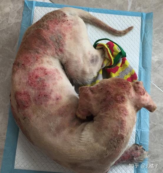 狗狗检查出真菌细菌性皮肤病医生随便开了近700块的药但没有效果该