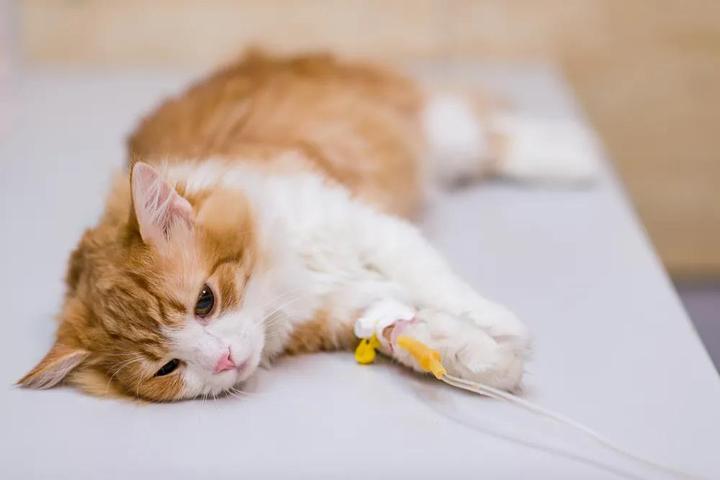 5分钟 就可以夺走一只猫的命 知乎 5分钟 就可以夺走一只猫的命 知乎