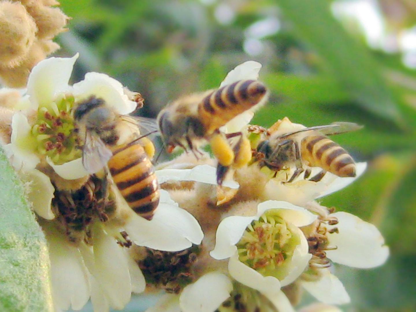 一蜂一世界 一花一天堂 一篇文章带你走进蜜蜂的世界 知乎