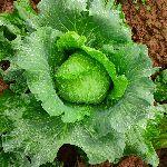 大白菜和卷心菜等十字花科植物，为什么要把叶子卷起来而不是展开进行光合作用？