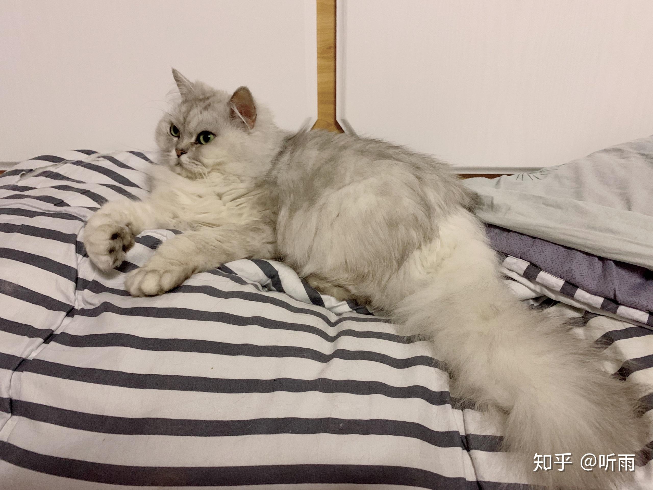 大家见过粗尾巴的猫嘛