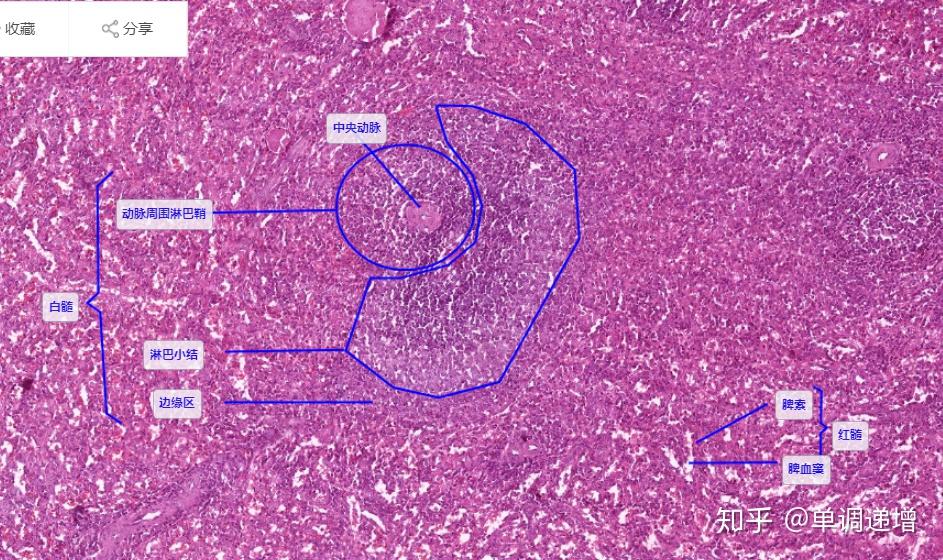 组胚实验切片复习要点 - 知乎