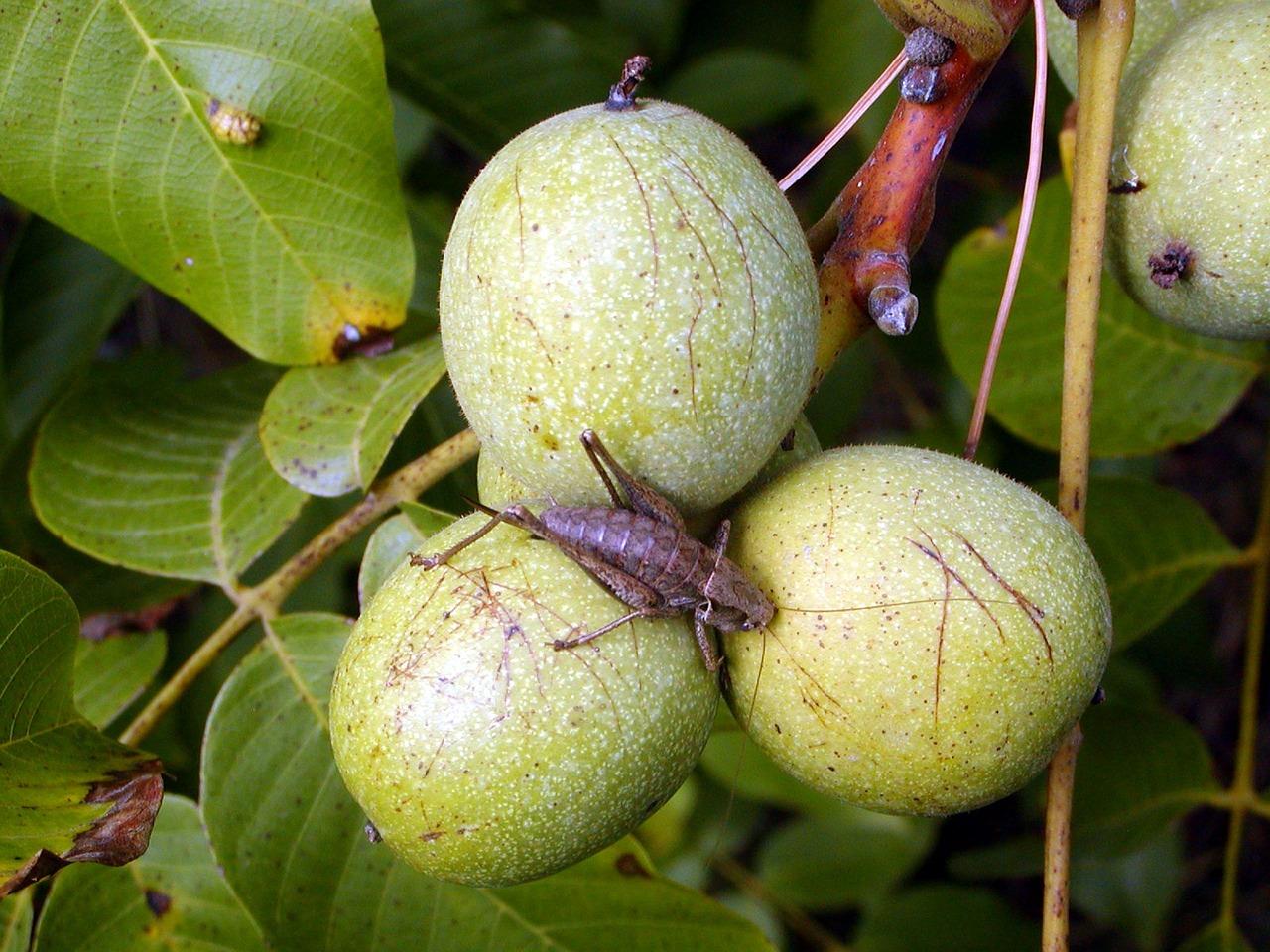 核桃的颜色是什么