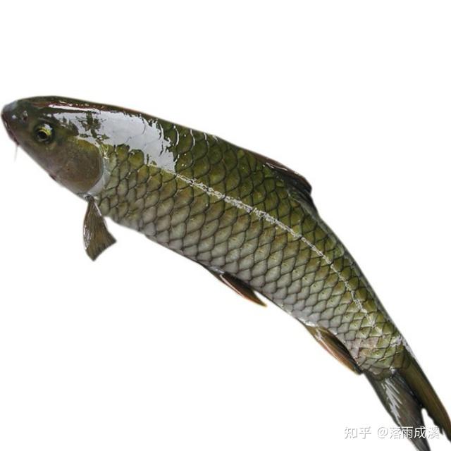 草鱼一般又叫草鲩,草棒,体型为亚圆形,后部两侧稍扁,身体颜色多为青黄