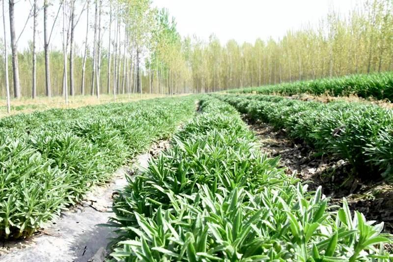 乡村振兴临汾市尧都区这个救心菜种植基地真不赖