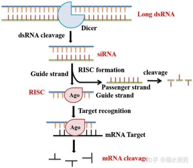 RNA生物农药 - 知乎